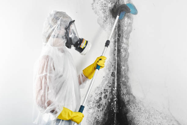 Best Mold Documentation for Insurance Claims  in Little River, SC